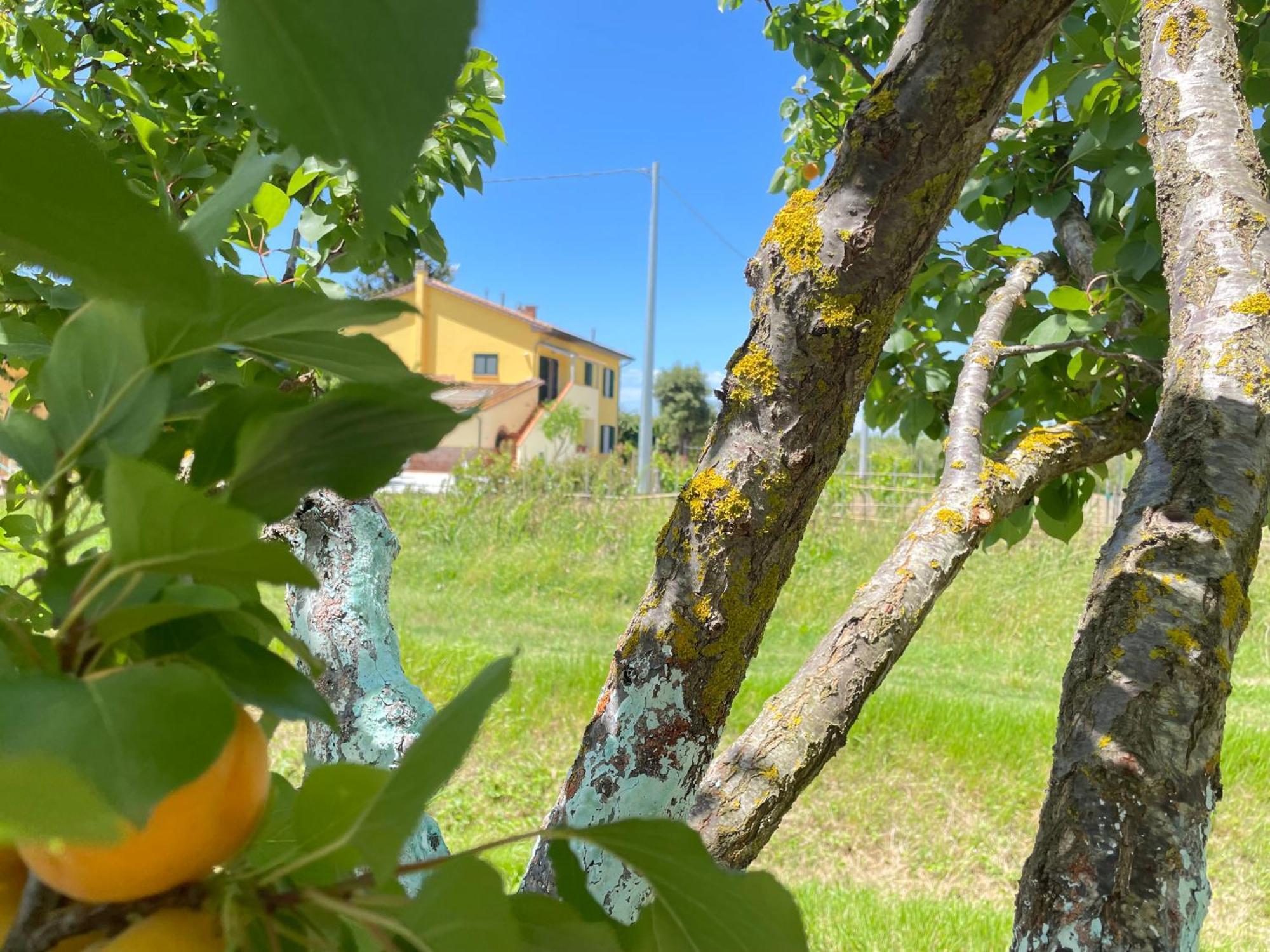 Il Leccio Agriturismo 피오리노 외부 사진